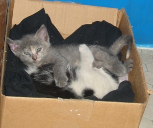 Kitties in a box